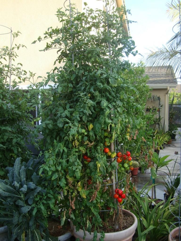  photo DSC05154Copy.jpg